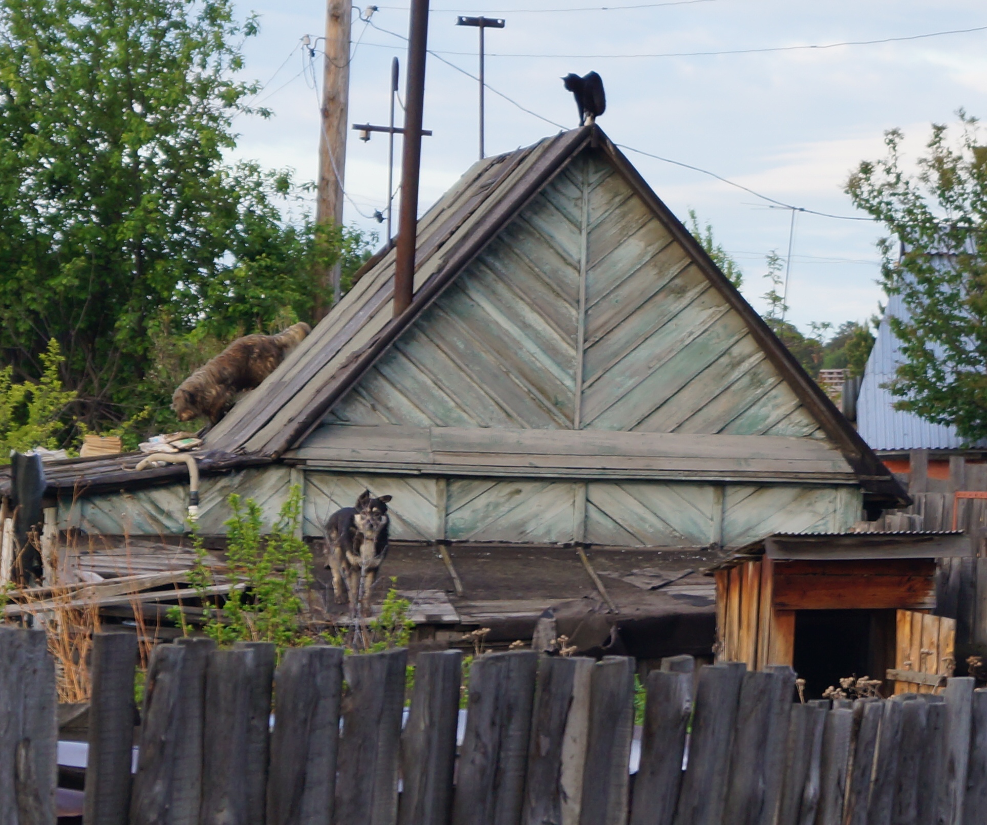Найди на крыше кота и двух собак
