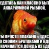 Аквариумные рыбки Аквариумные рыбки
