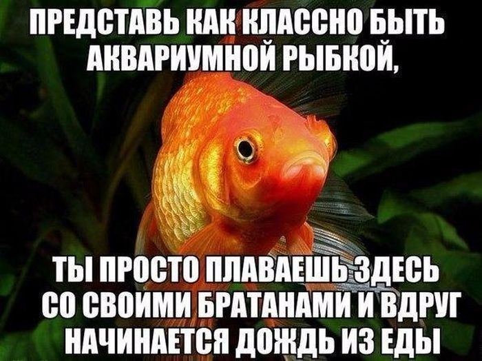 Аквариумные рыбки