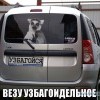 узбагоин везу)))))