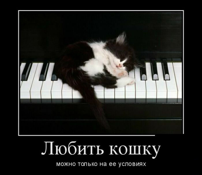 Любить кошку