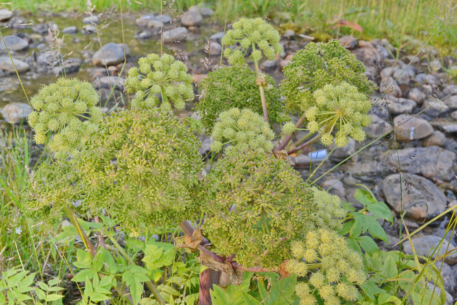 растение)))))