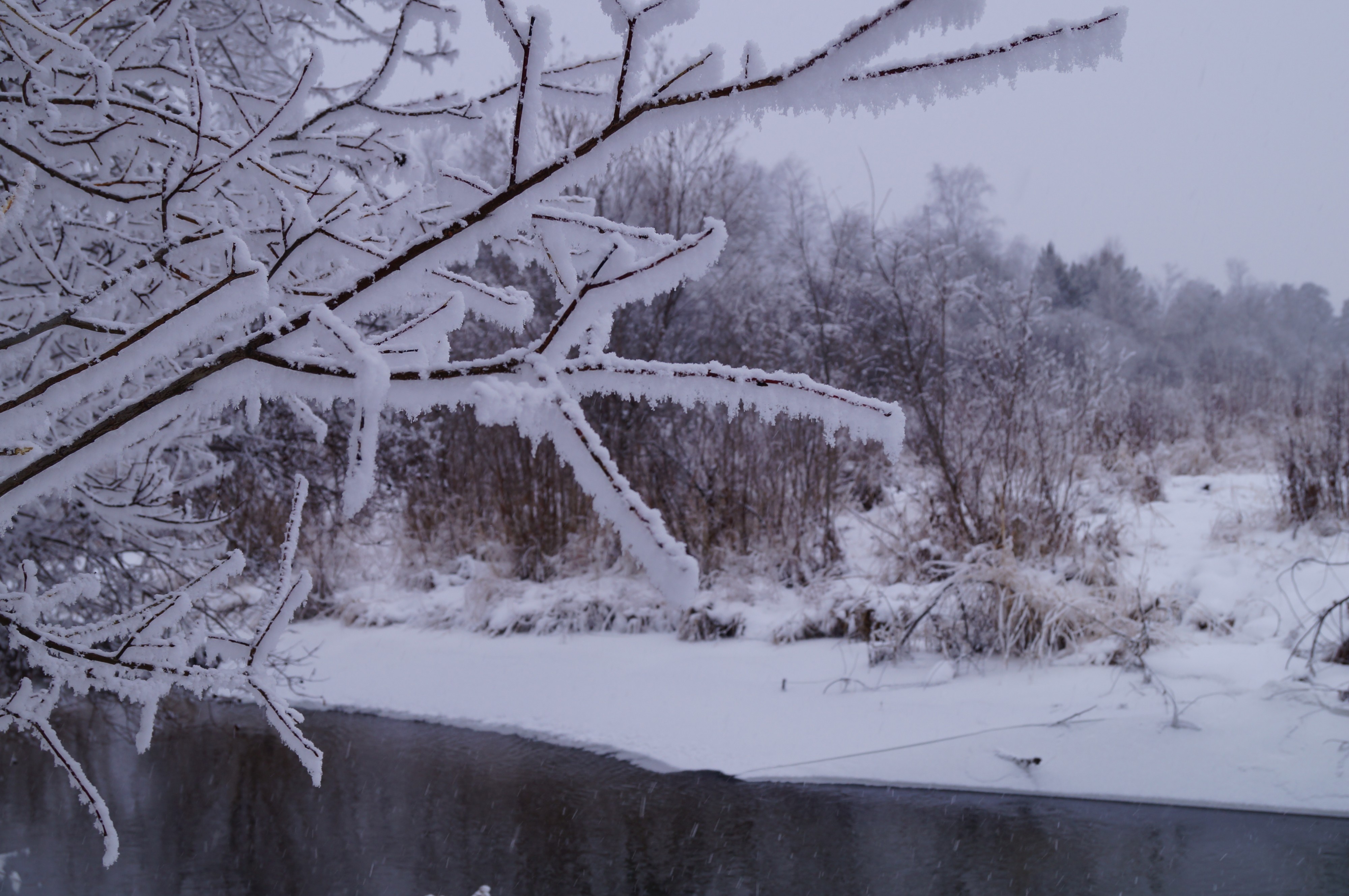 Милая Еловка