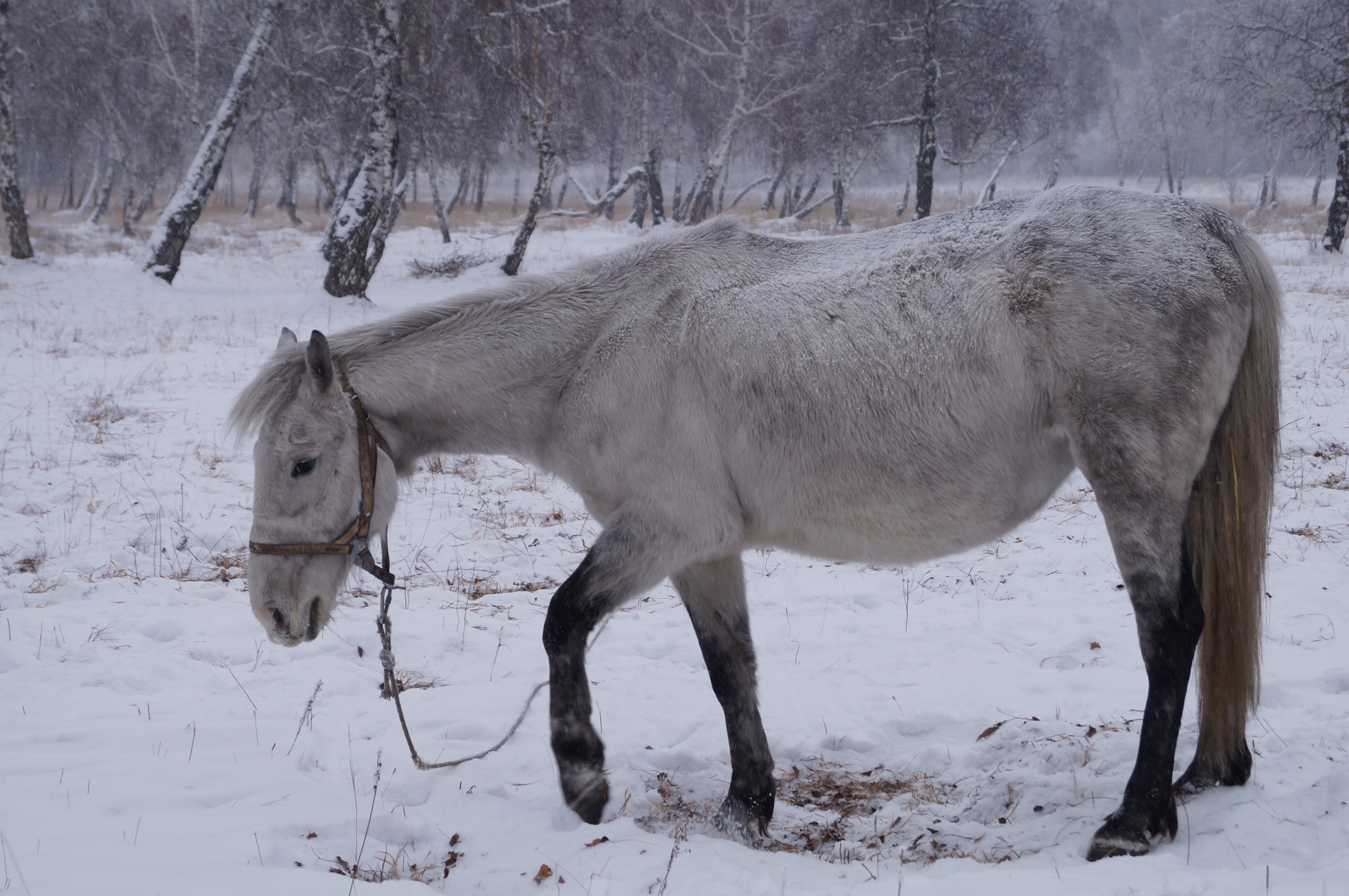 Идёт год Лошади