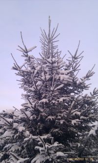 Йолки в коих патирялся Сирёга))))))
