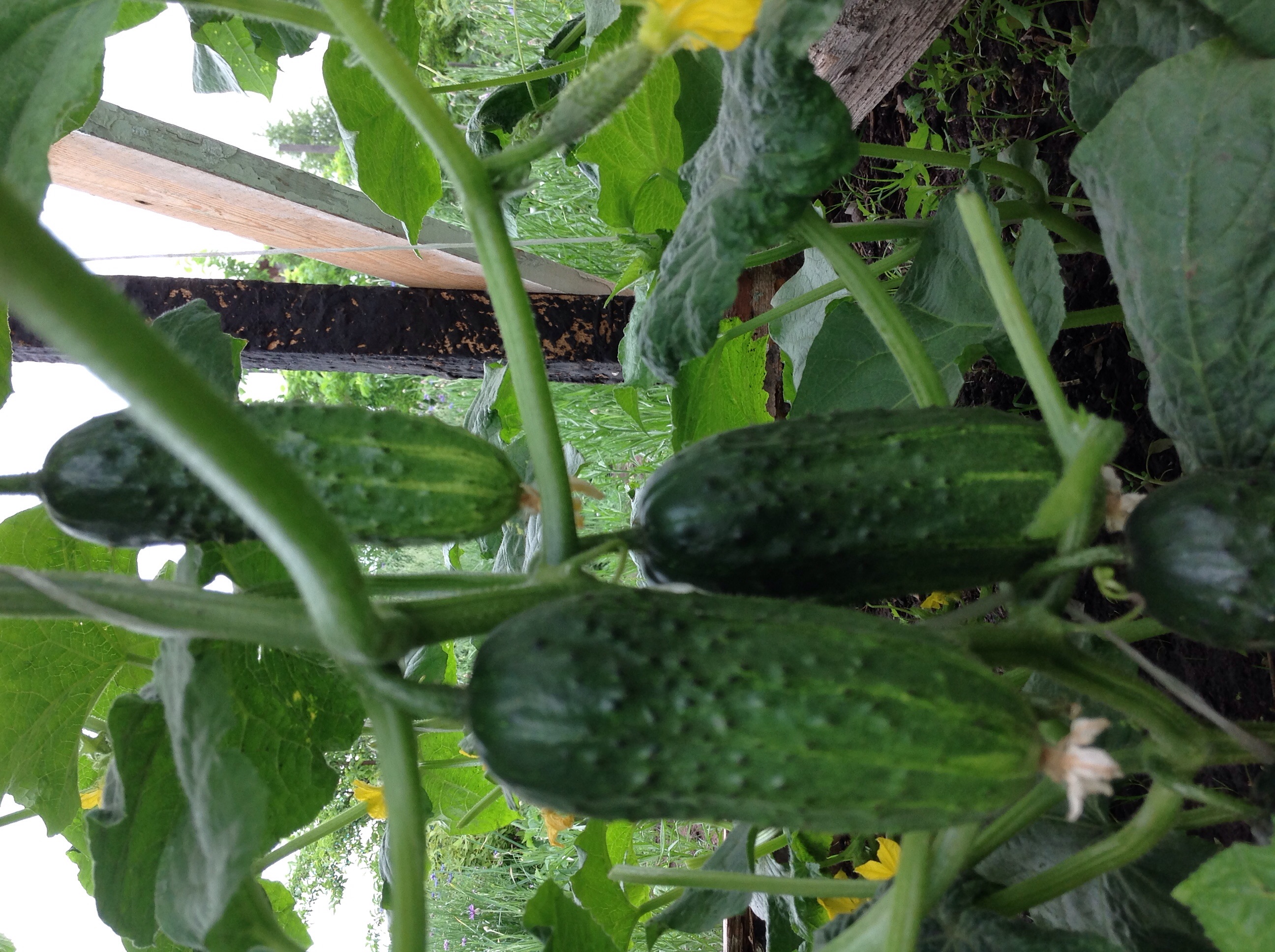 Огурцы, коие радуют