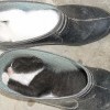 Котейки Котейки