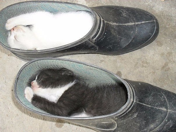 Котейки