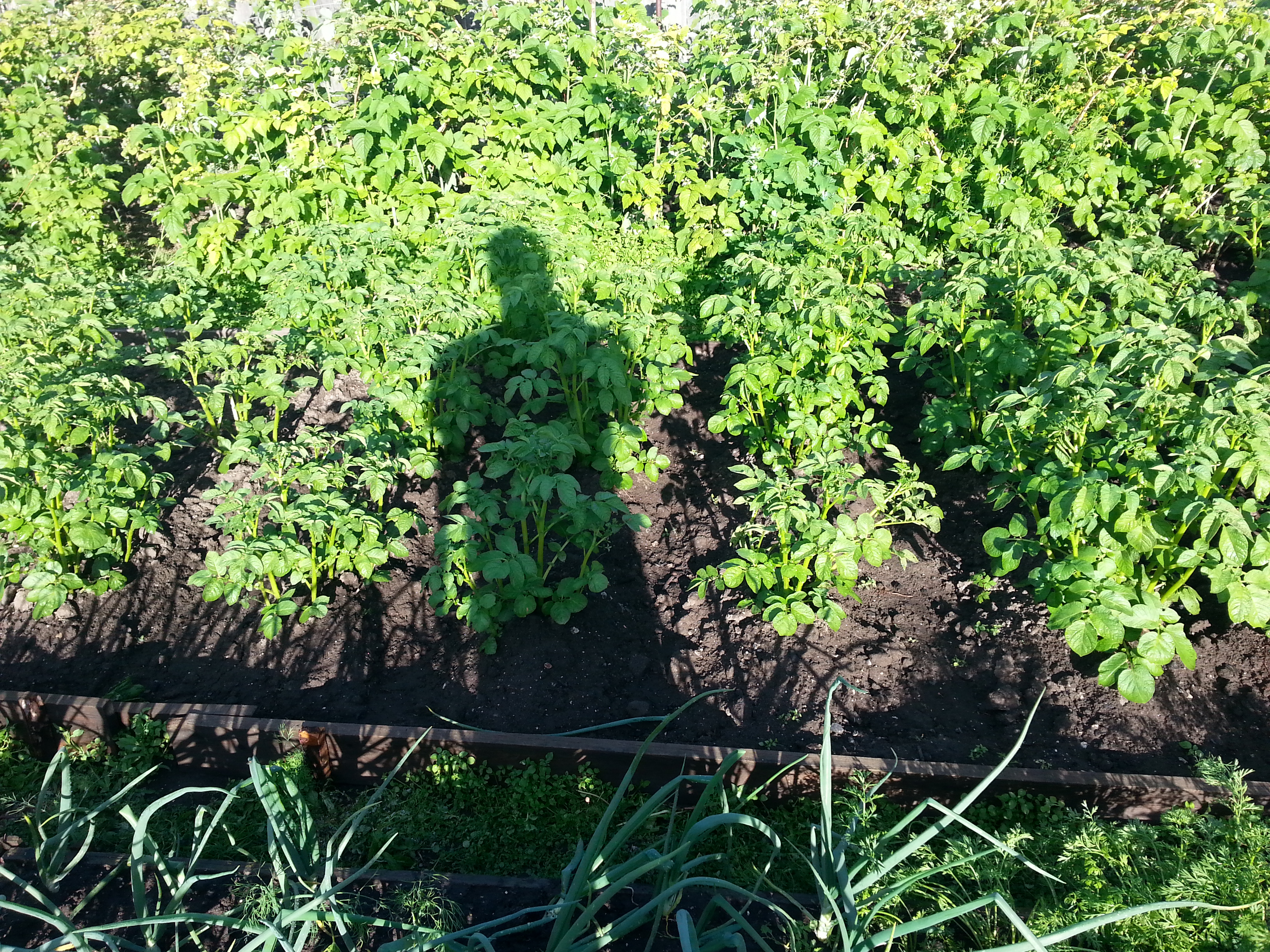 Моя картофельная тень)))))))