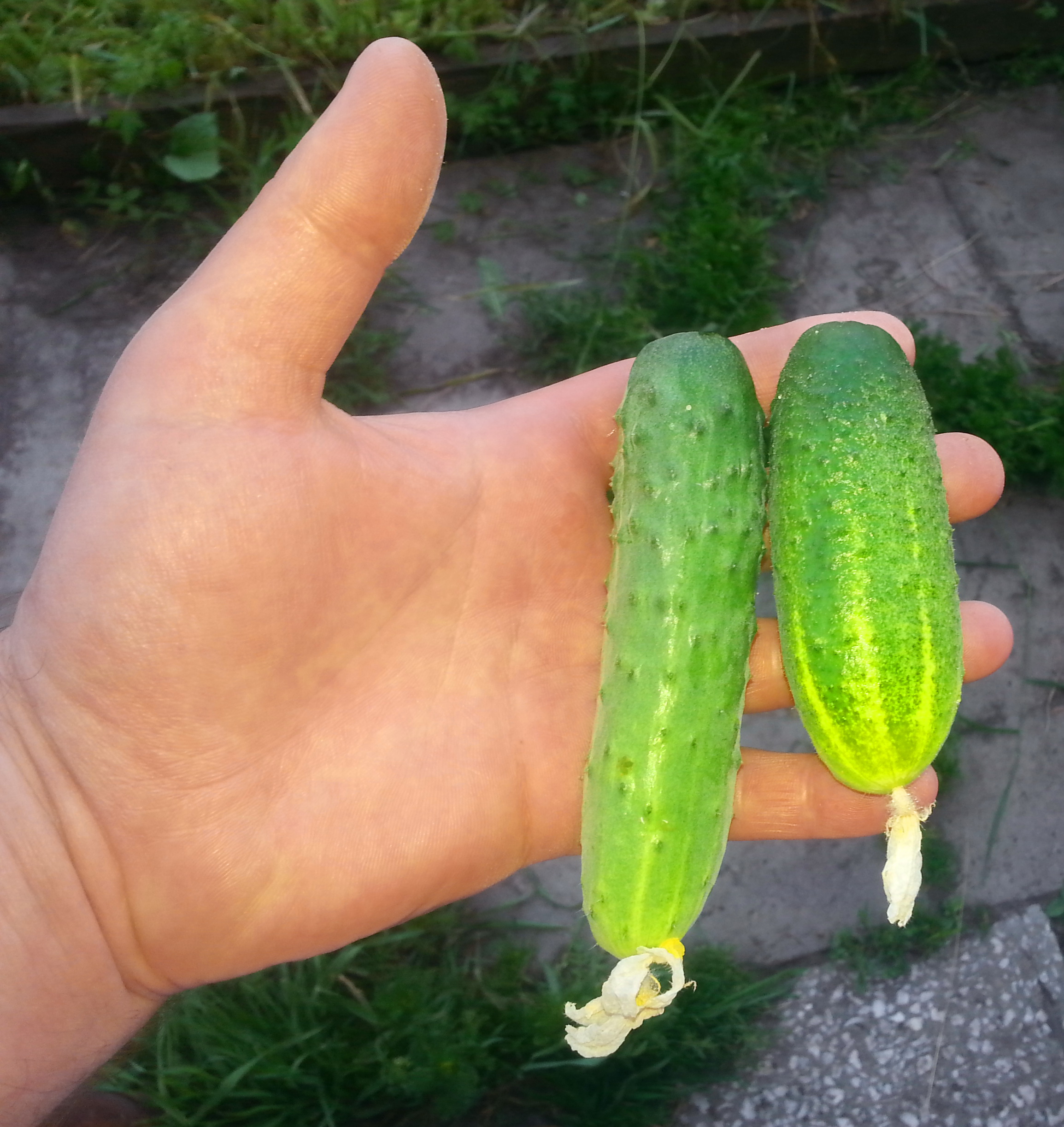 огурцы-лайк)))))