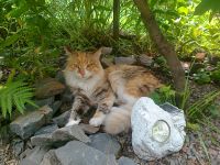 12072012899: Олхинская коко Олиско в засаде