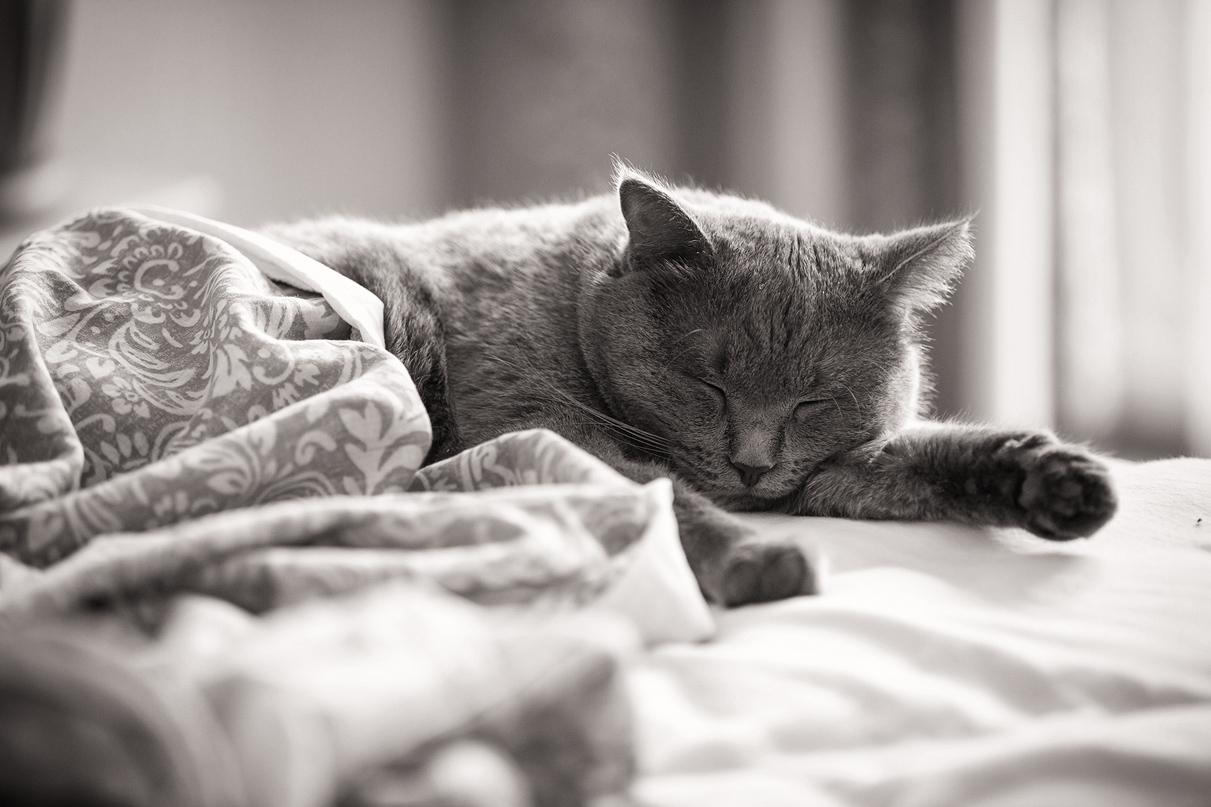 Спящий котенок =)