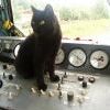 Котэ машинист2
