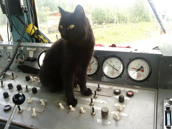 Котэ машинист2