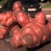 potato
