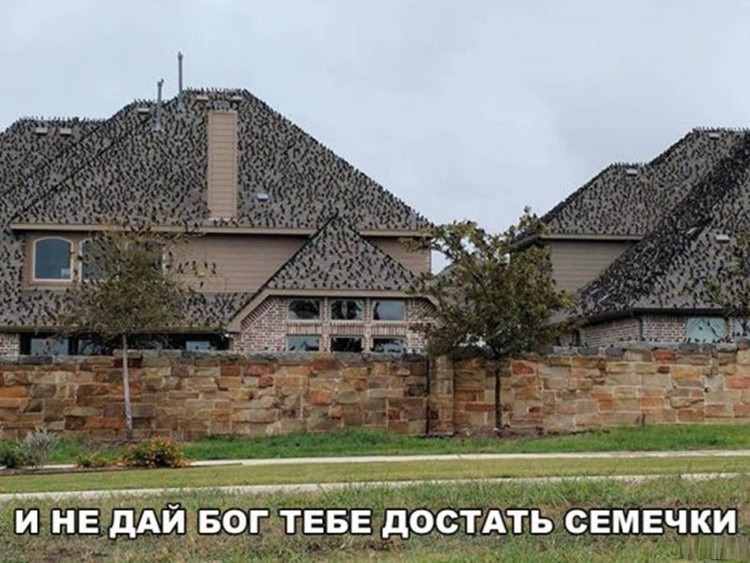 Семечки не доставать