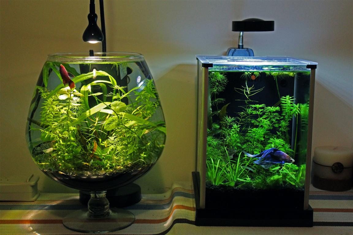 Аквариумисты г Ангарска