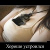 Хорошо устроился Хорошо устроился