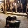 Дегустация Дегустация