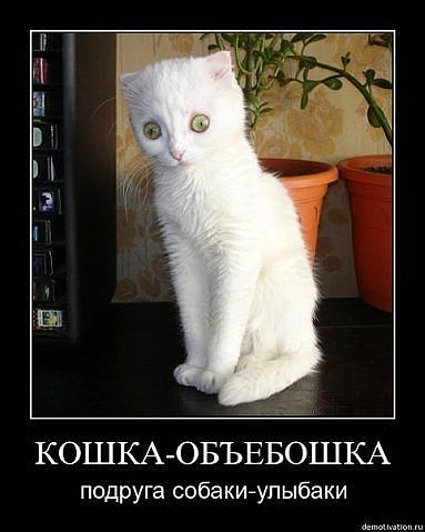 Беляшка