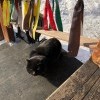 Дикий, дикий кот Дикий, дикий кот