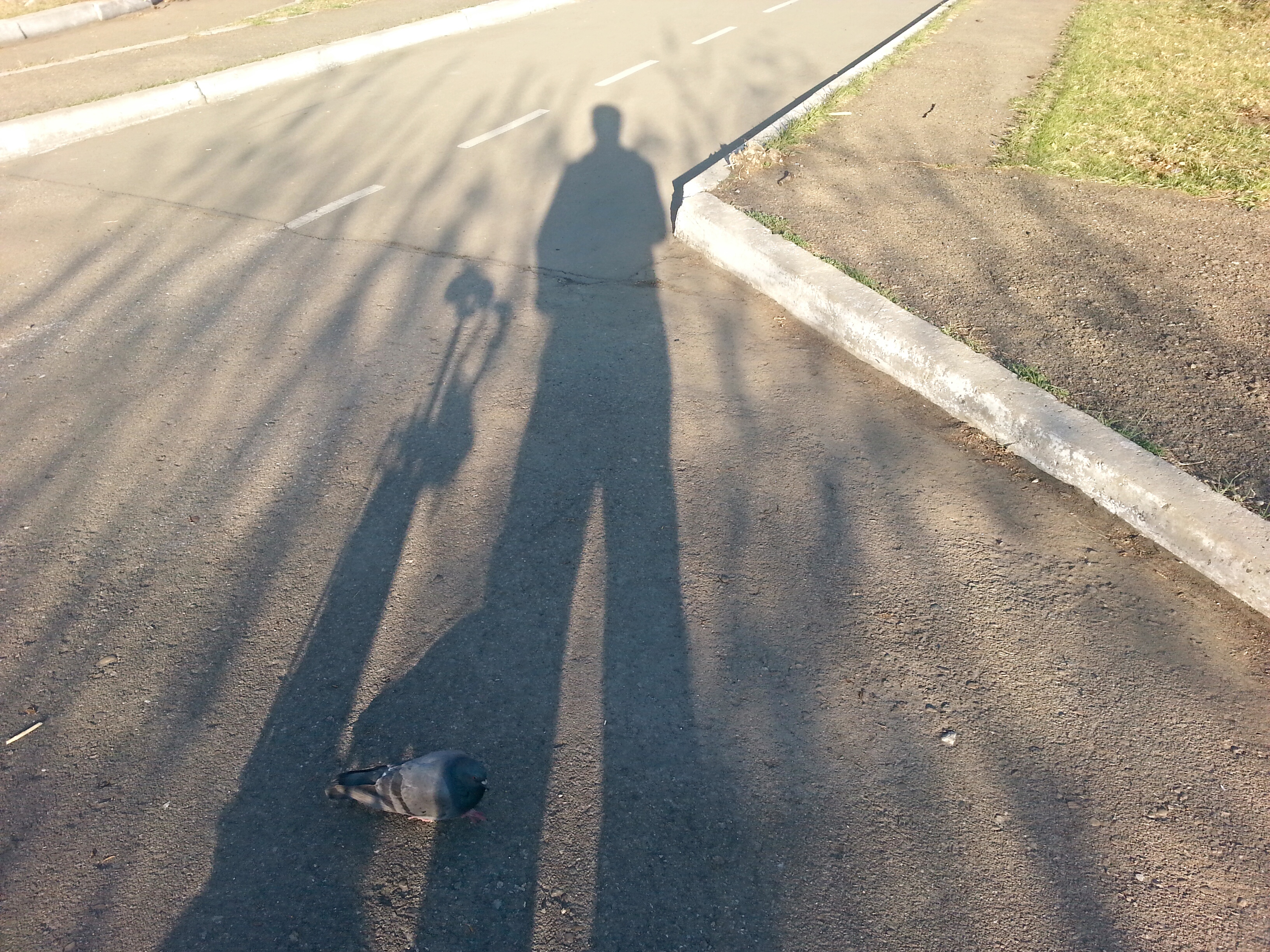 тень сирёгина углодорожная ))))