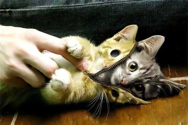 котенок
