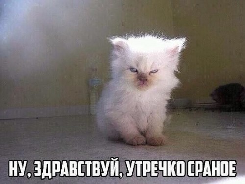 ну здравствуй, утречко сраное!