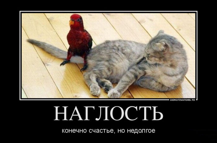 Наглость