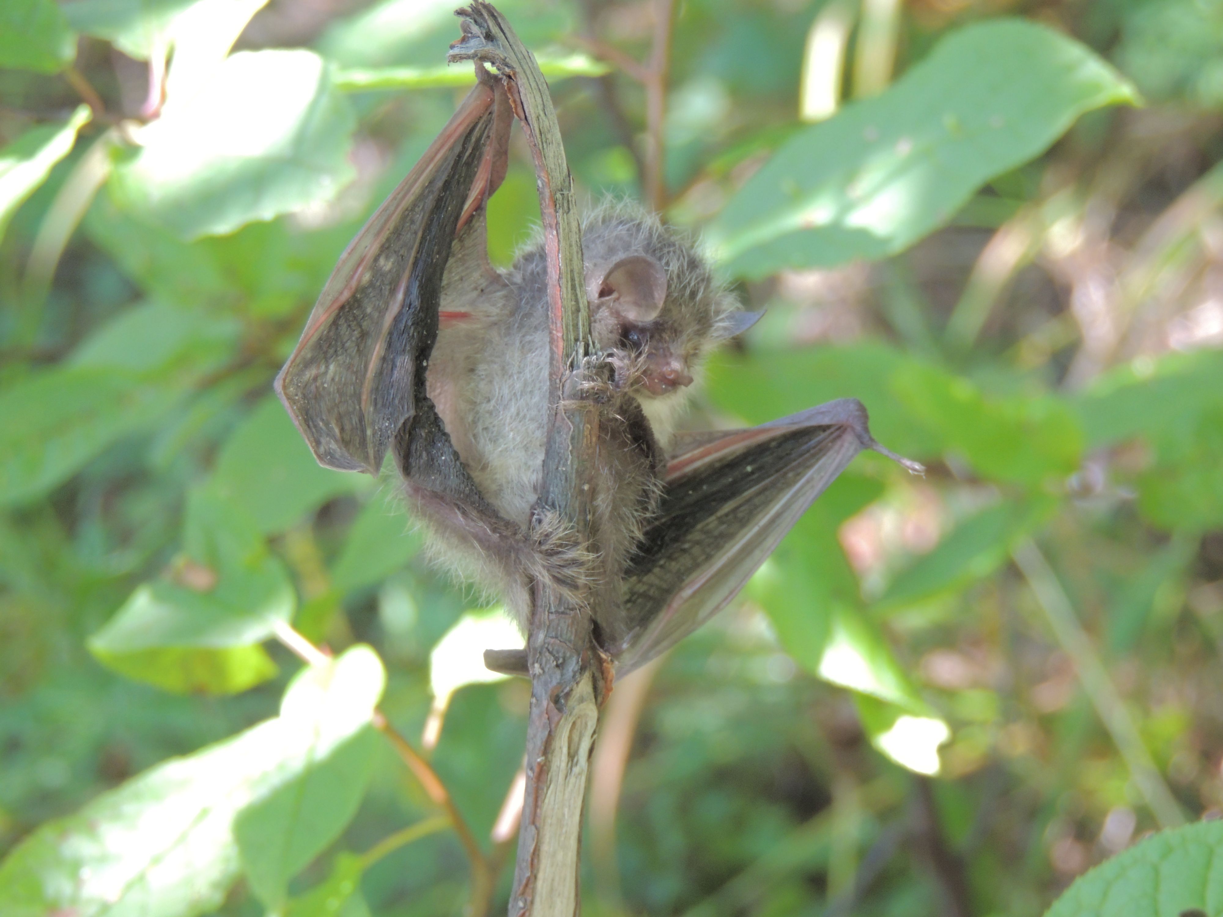 мышка-норушка