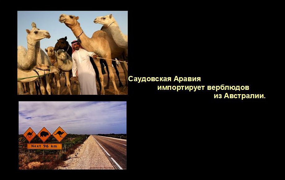 Верблюды