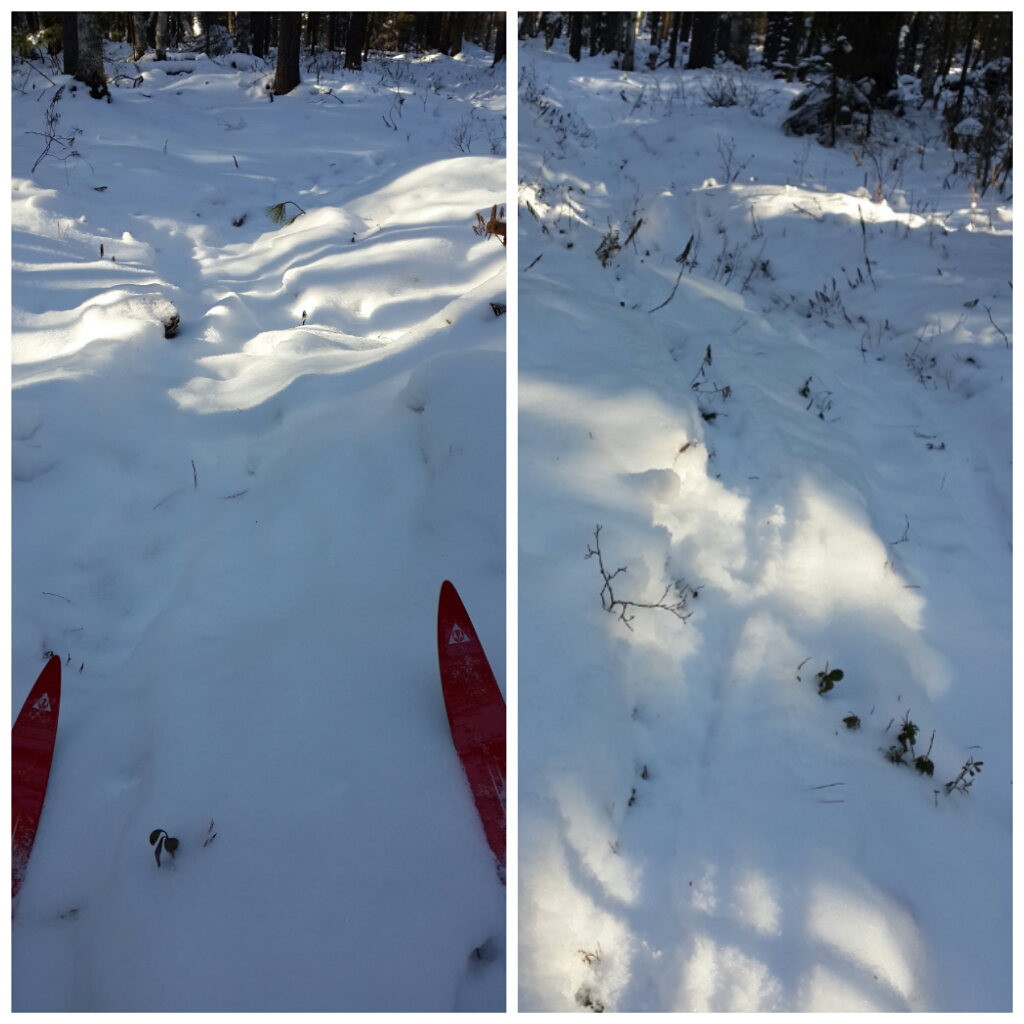 есть что-то невероятно притягательное в троплении лыжни среди деревьев 