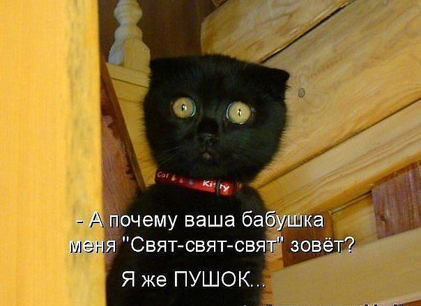 котэ