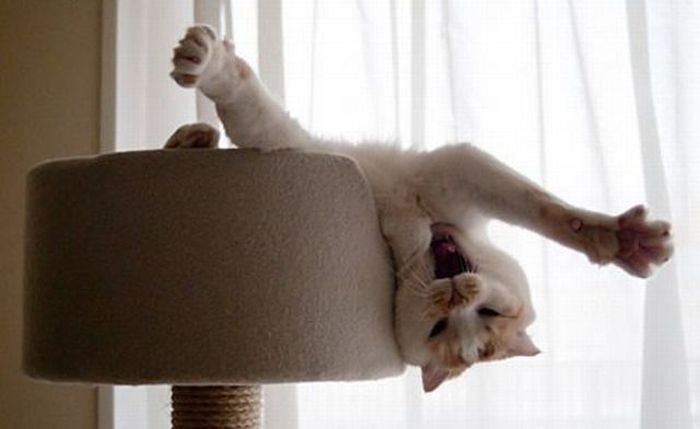 кот под кошеином