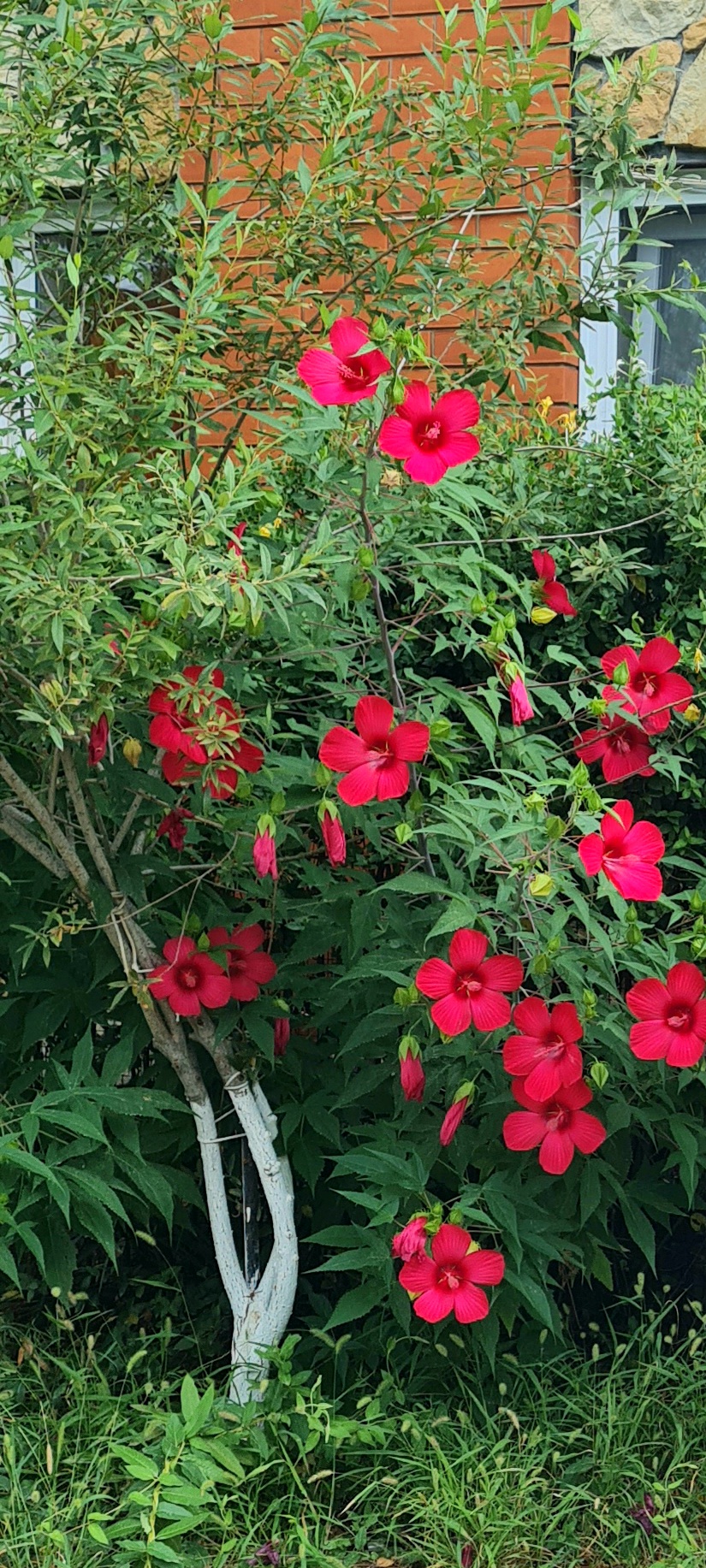 Лютики-цветочки)))))))