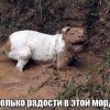 Сколько радости