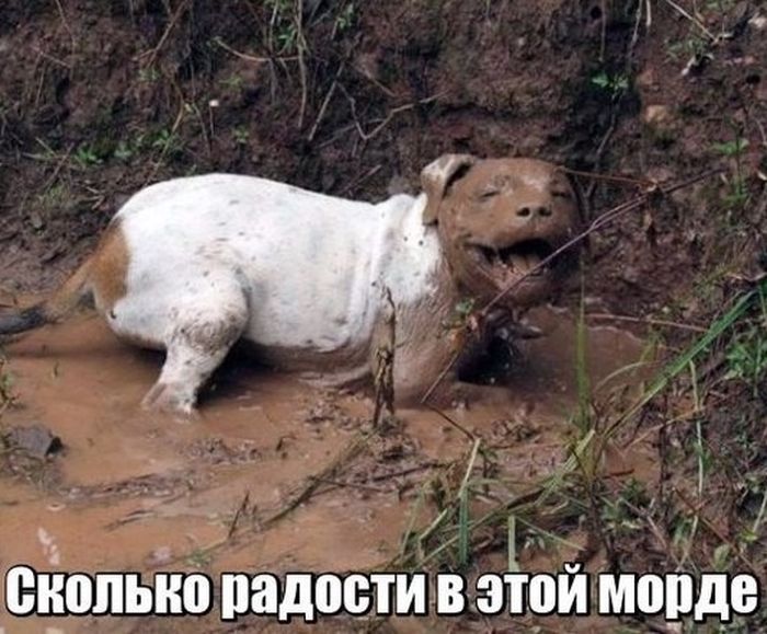 Сколько радости