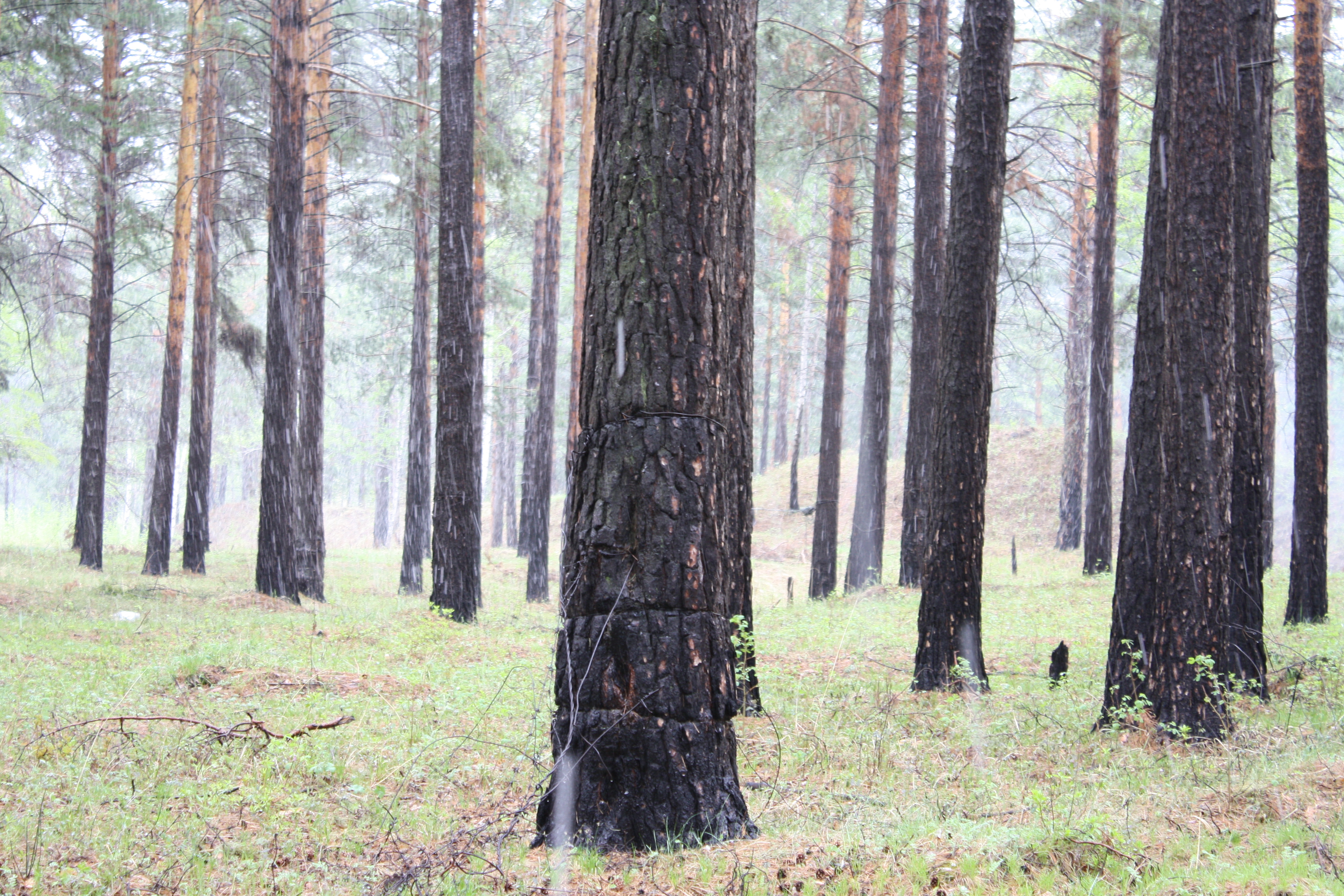сняжок не унял пыла участников