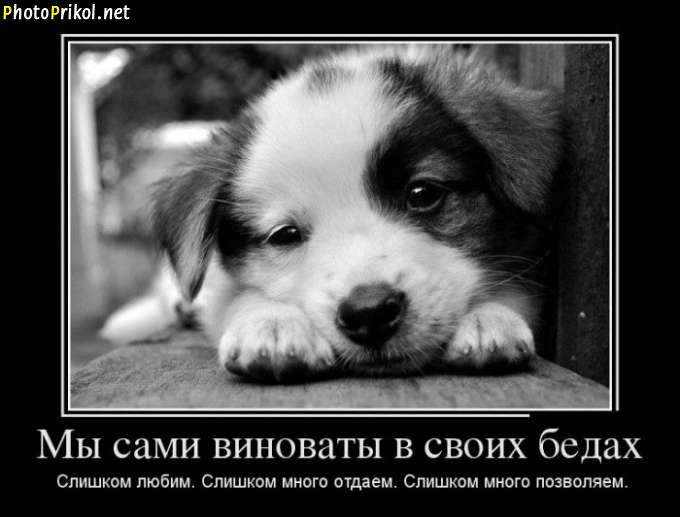 Вина своих бед