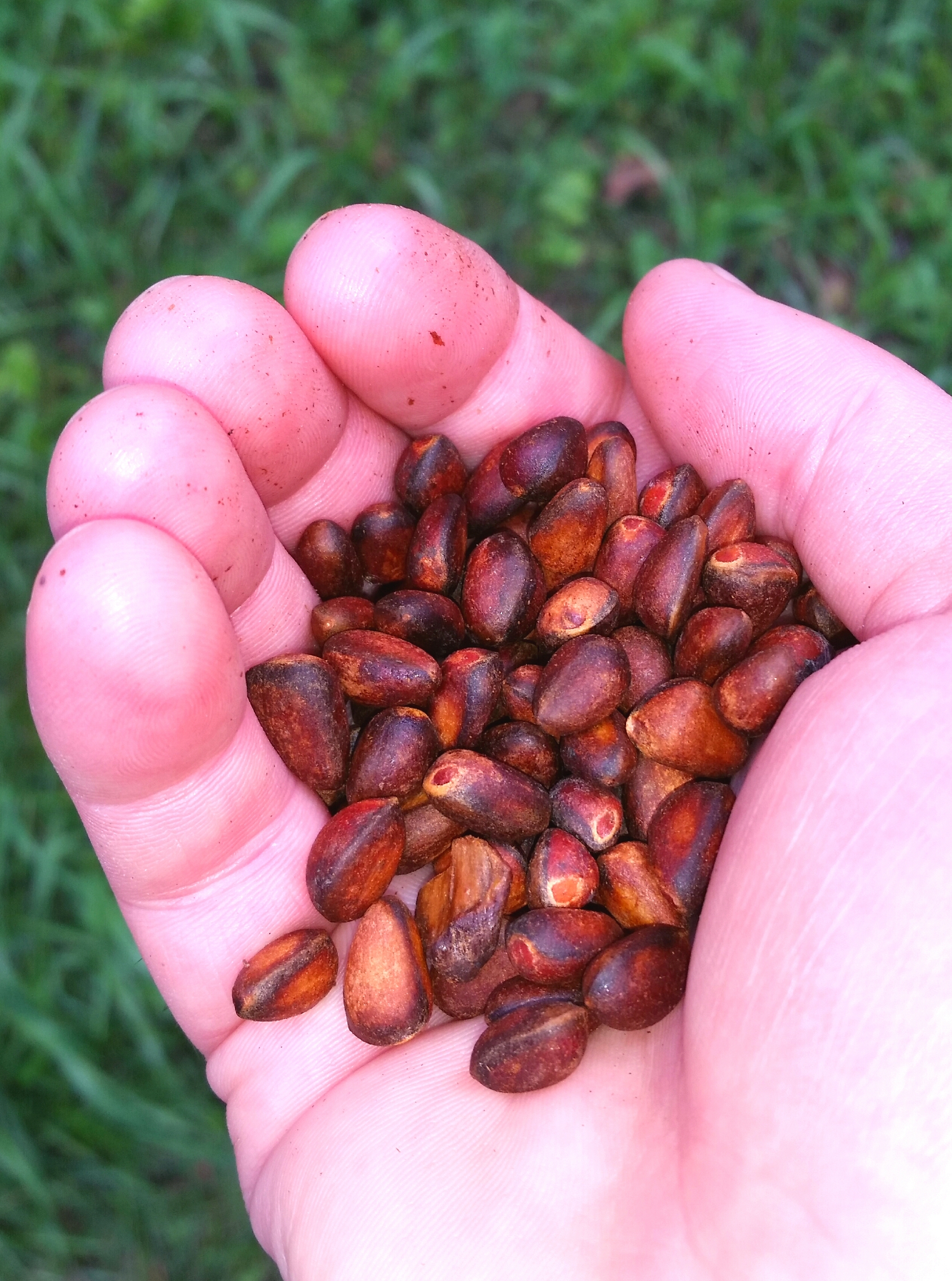 сирёгина рука орешки кедровые держащая))))))