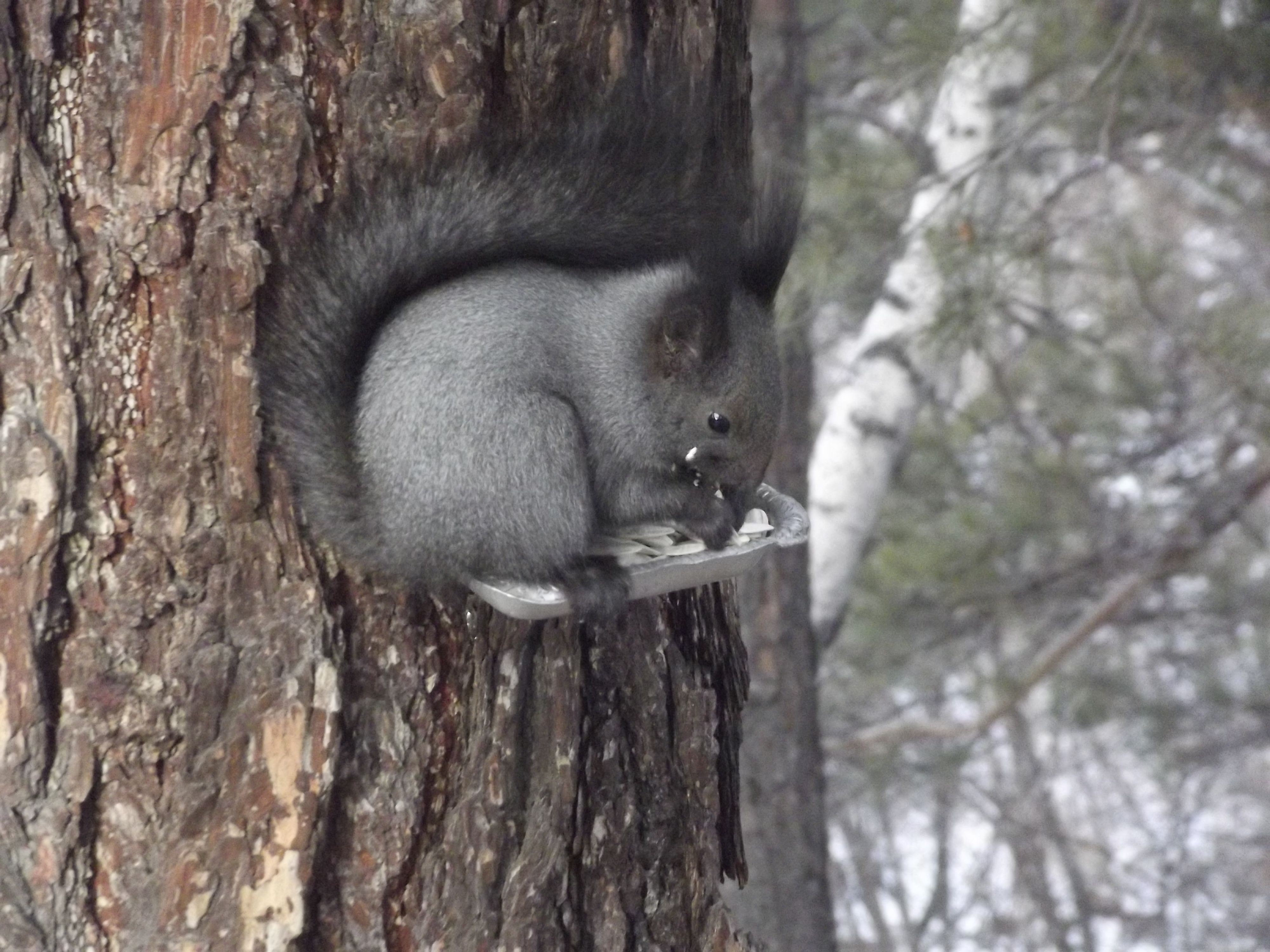 Белка, коия сбирает дань с садоводов СНТ "Расцвет"
