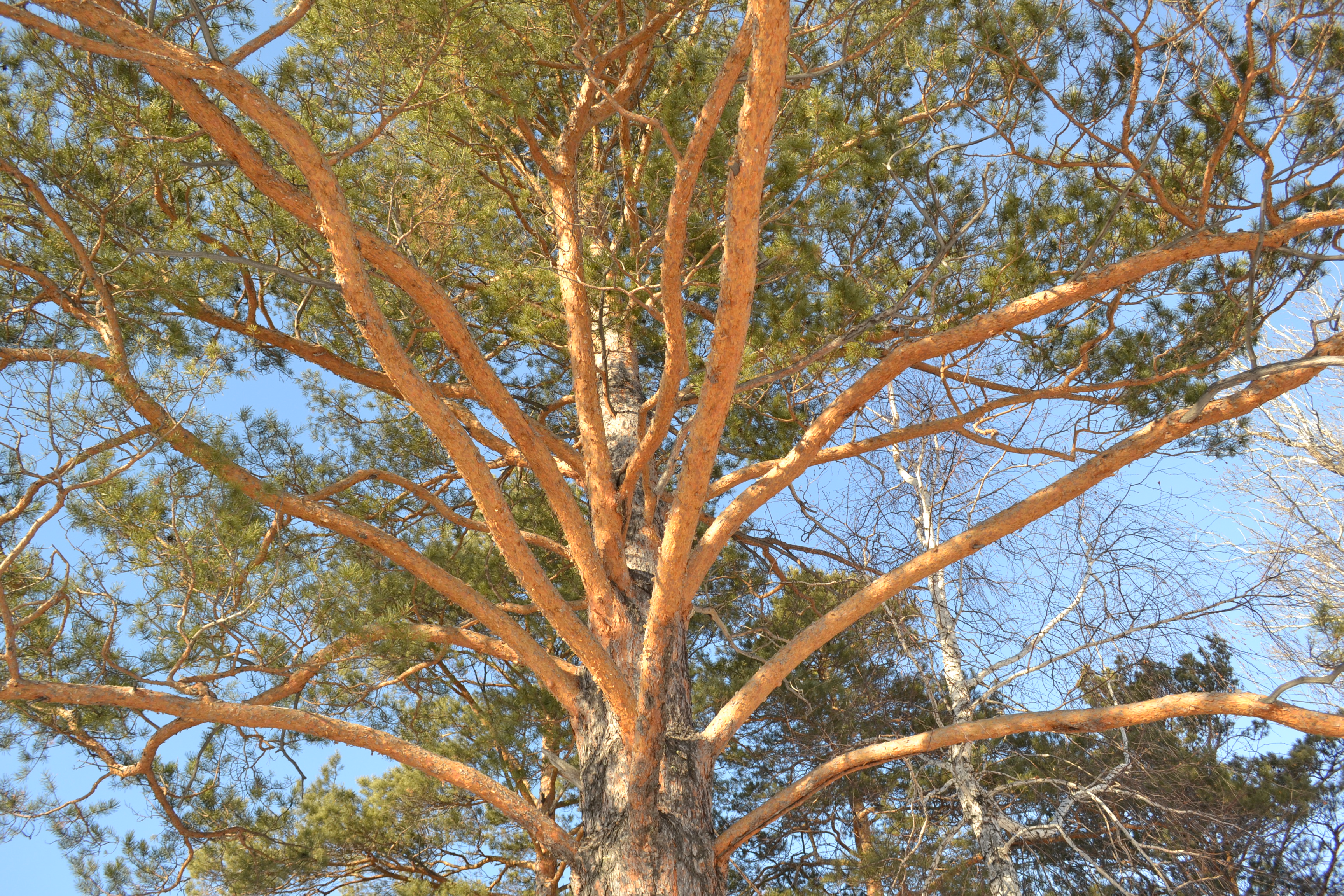 Деревянная прогулка))))))