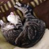 кошки мышки
