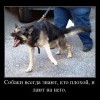 Собаки всегда знают,кто плохой