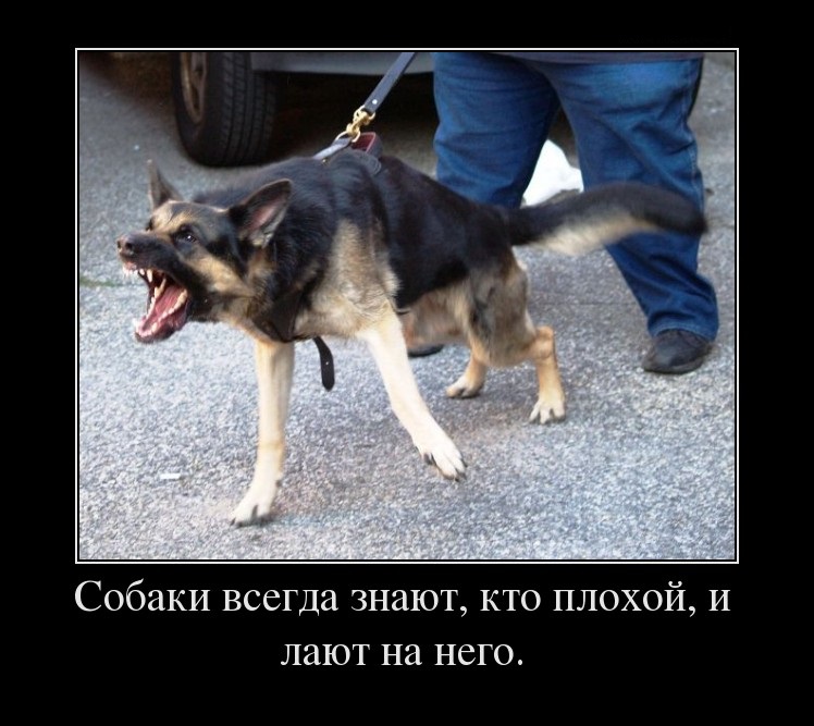 Собаки всегда знают,кто плохой