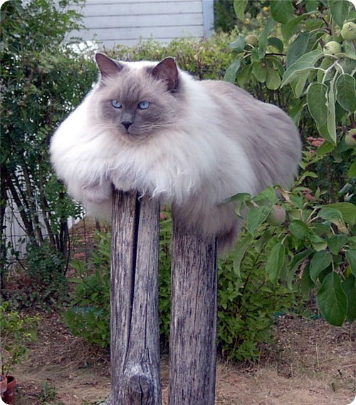 Кот - чистюля, когда же положат асфальт, надоело ходить на ходулях...