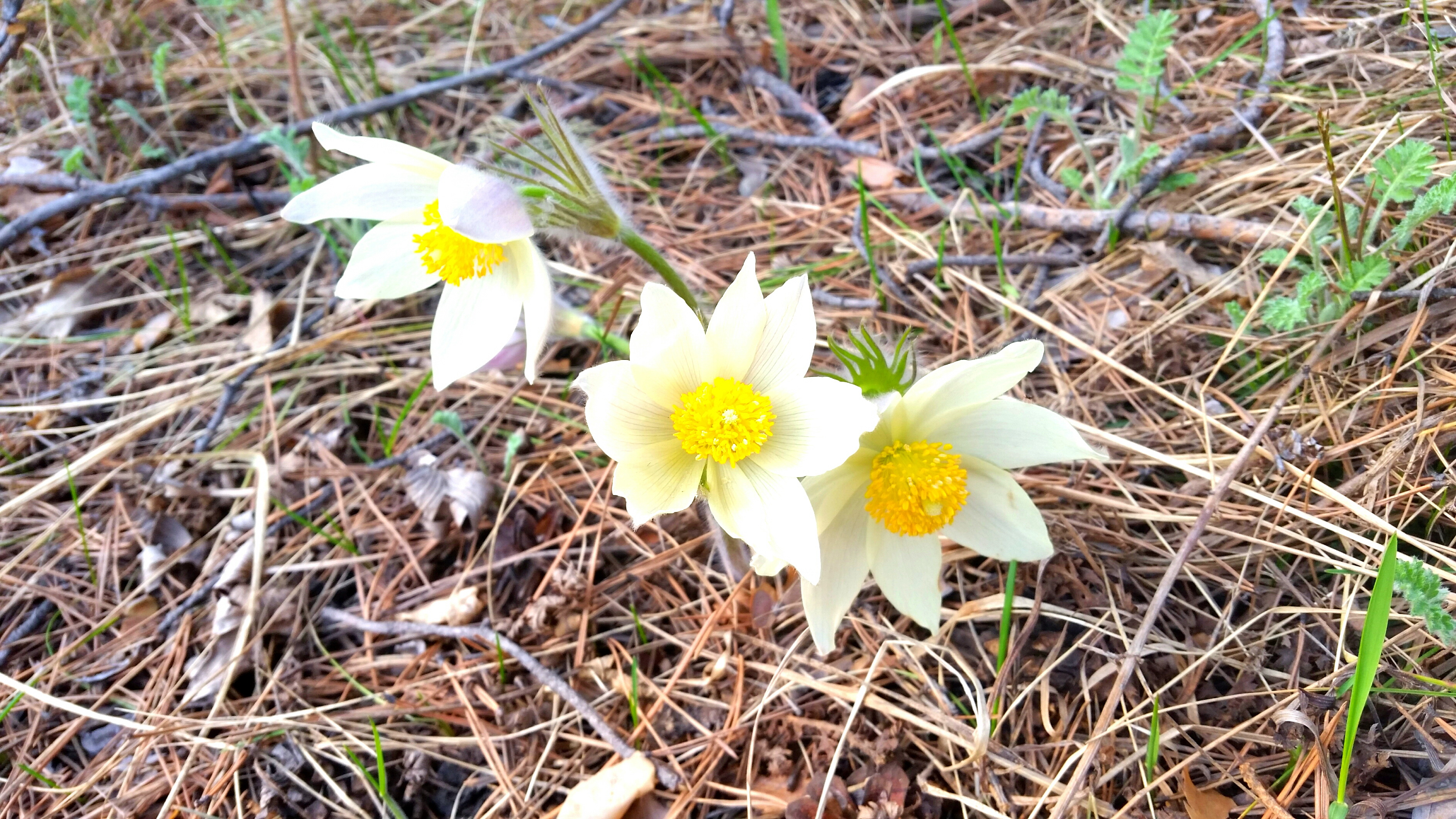 подснежниг 2016))))