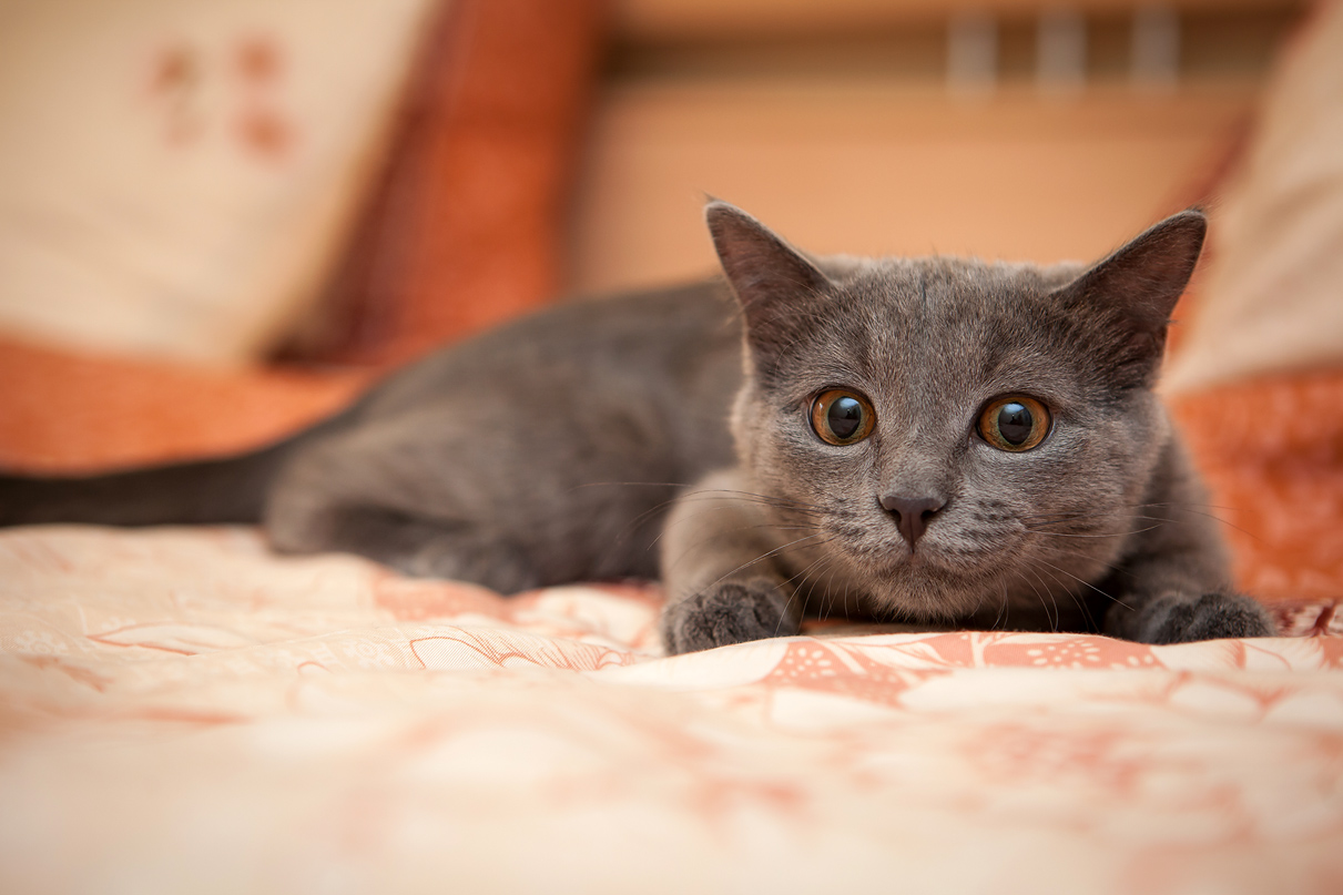 Это наш кот, которого зовут  "Кот" =)