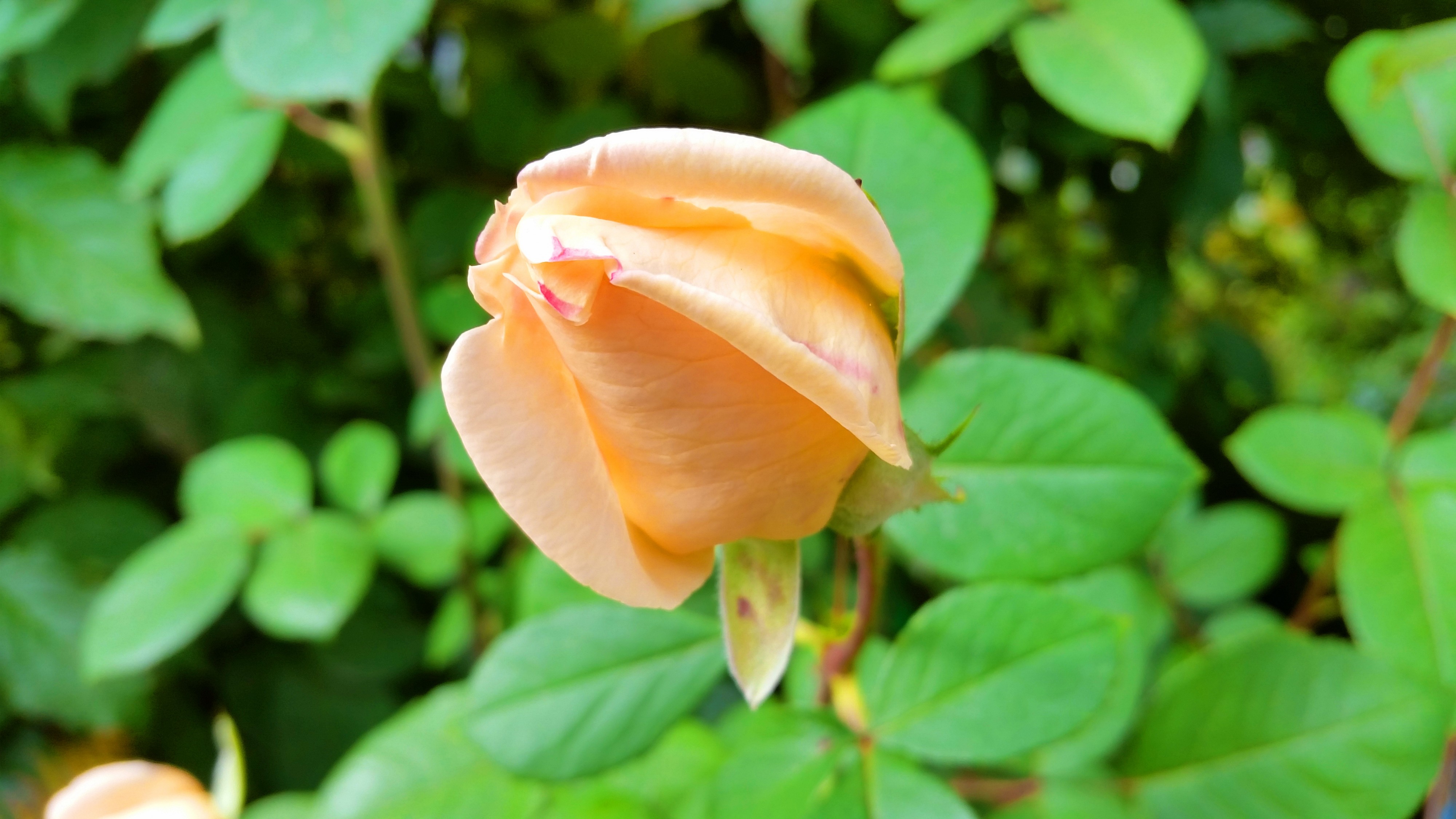 бутончег осенний))))))