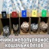 Кошачьи бега Кошачьи бега